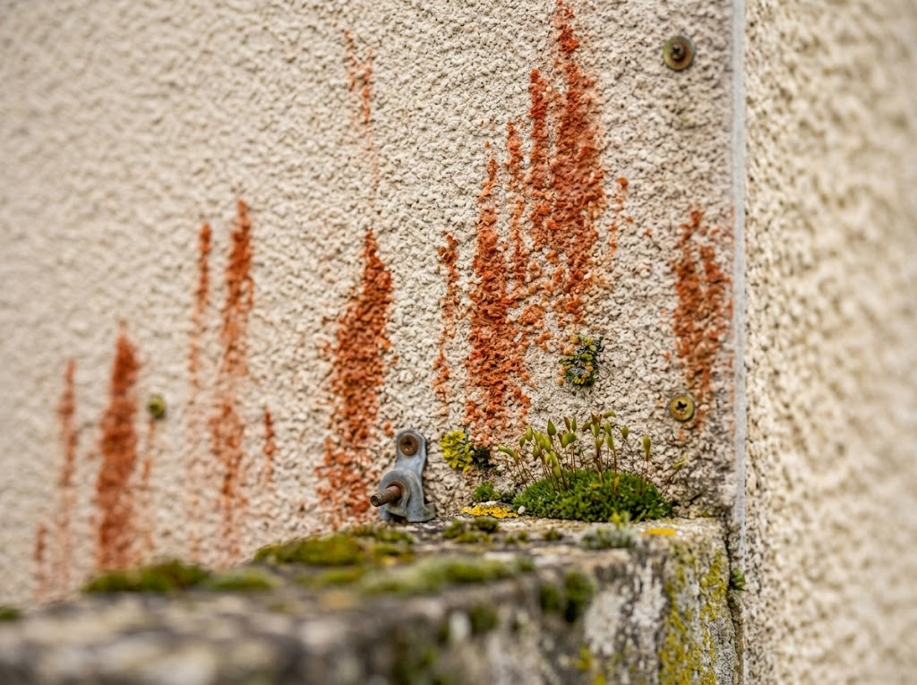 Gros plan sur des coulures orange de l'algue Trentepohlia incrustées dans le grain d'un crépi de façade